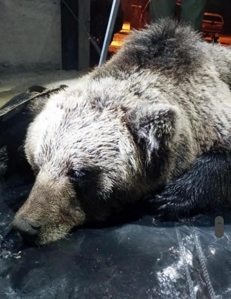 La foto, scattata nel 2021, ritrae l'orso M62 dopo la cattura per mettergli il radiocollare (Ansa)