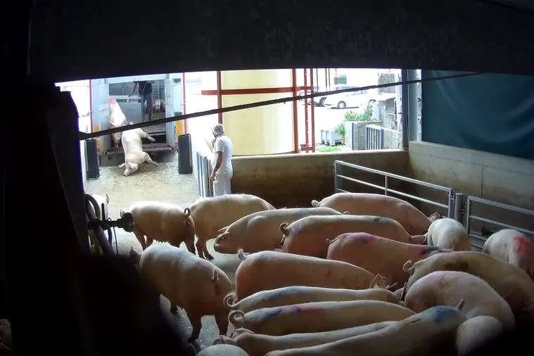 foto @animal Equality