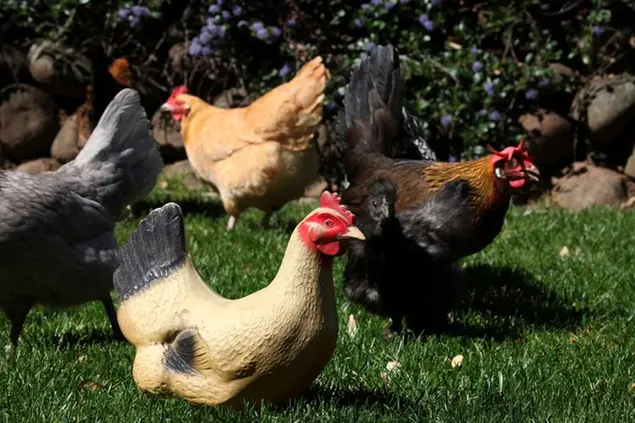 The plastic chicken is a decoy for nearby coyotes as real chickens roam the yard at Willard's home in Woodside , Calif., on Thursday, March 18, 2010. Deborah Willard and her father, Robert Todd, converted an old shed into a coop for a flock of 12 chickens. (Liz Hafalia/San Francisco Chronicle via AP)