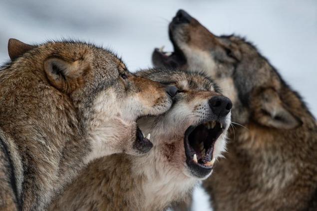 03 February 2019, Lower Saxony, Neuhaus: Wolves (Canis lupus) howl in an enclosure in the game park Neuhaus. Photo by: Swen Pf'rtner/picture-alliance/dpa/AP Images