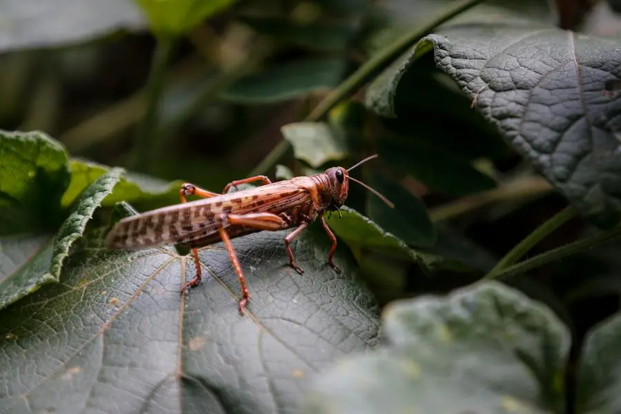 Copyright 2021 The Associated Press. All rights reserved