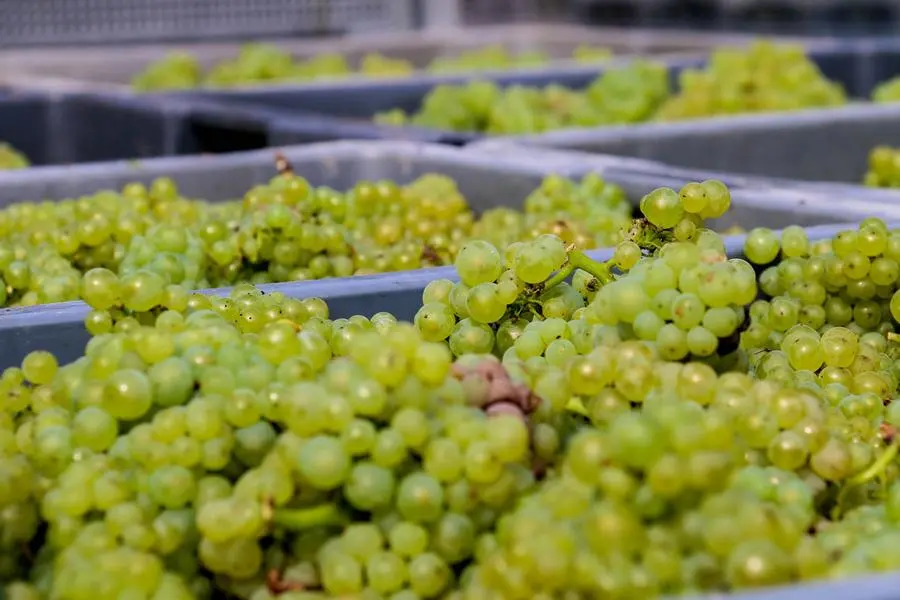Modificare i disciplinari. La crisi climatica cambia le regole del vino