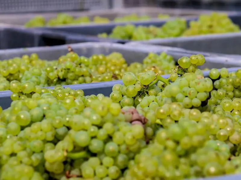 Modificare i disciplinari. La crisi climatica cambia le regole del vino