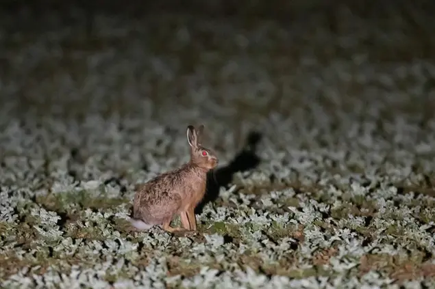 24 March 2021, Brandenburg, Rotberg: The eyes of a European hare (Lepus europaeus) shine in the light of a searchlight in a field at night. In spring and autumn, interested hunters are regularly asked to do a head count. This is when the population of brown hares is recorded throughout Germany. Years of monitoring show that the population in Brandenburg is stagnating: The population in Brandenburg is stagnating at a low level. In northwest Germany, the animals find better conditions. Photo by: Patrick Pleul/picture-alliance/dpa/AP Images