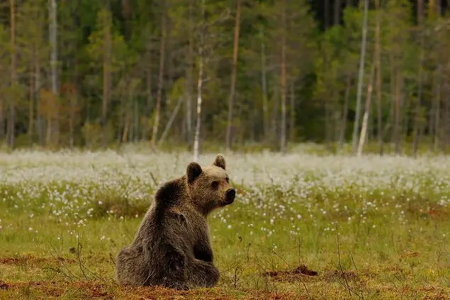 Un orso in Trentino, foto d'archivio. (Foto Ufficio Stampa Provincia di Trento)