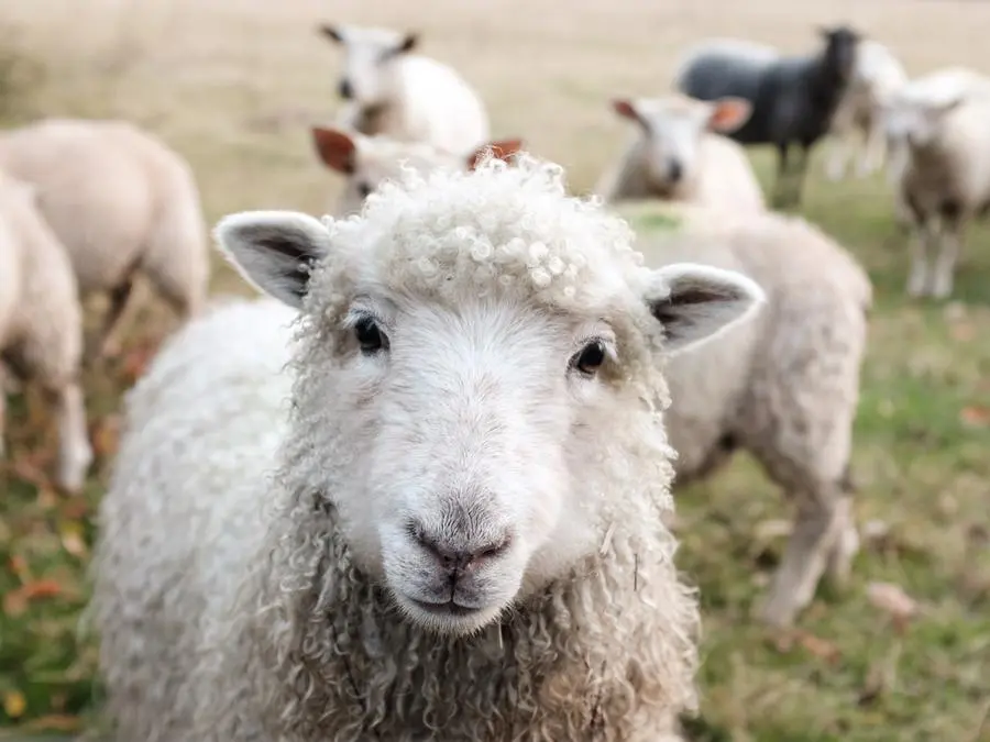 Se sei vegano non dovresti fumare! Ecco perché TAG24