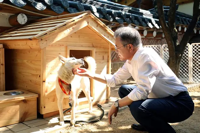 In questa foto dell'ottobre 2018 il presidente sudcoreano Moon Jae-in con Gomi, uno dei cani regalati dalla Corea del Nord\\u00A0(South Korea Presidential Blue House via AP, File)