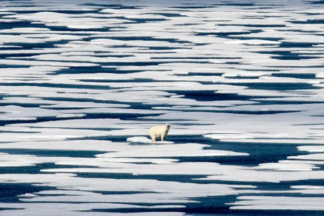 FILE - In this Saturday, July 22, 2017, file photo, a polar bear stands on the ice in the Franklin Strait in the Canadian Arctic Archipelago. The U.N.â€™s climate chief Patricia Espinosa says deadlines set by some of the world's top polluters to end greenhouse gas emissions, along with president-elect Joe Biden's pledge to take the United States back into the Paris accord, have boosted hopes of meeting the pact's ambitious goals. (AP Photo/David Goldman, File)