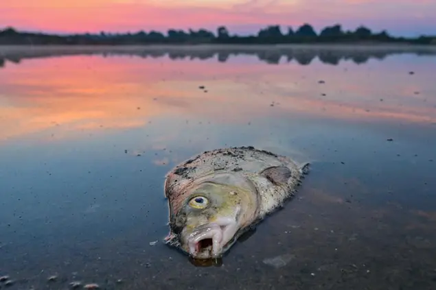 (Un pesce morto lungo il fiume Oder. Foto AP)