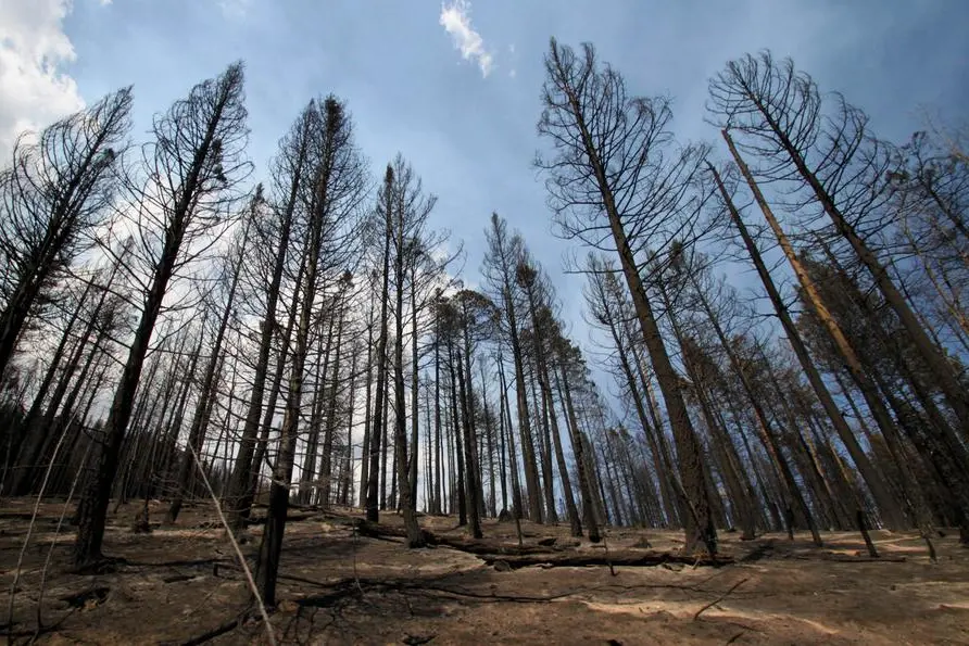 FILE - In this July 5, 2011, file photo, is a grove of ponderosa pines charred by the Las Conchas fire near Cochiti Mesa, N.M. Restoring forests, using fire as a management tool and getting more buy-in from private land owners are among the strategies outlined in New Mexico's latest forest action plan. The state Forestry Division released the plan Monday, April 12, 2021. (AP Photo/Susan Montoya Bryan, File)