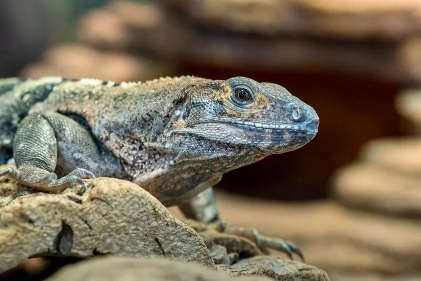 Lewiston Sun Journal