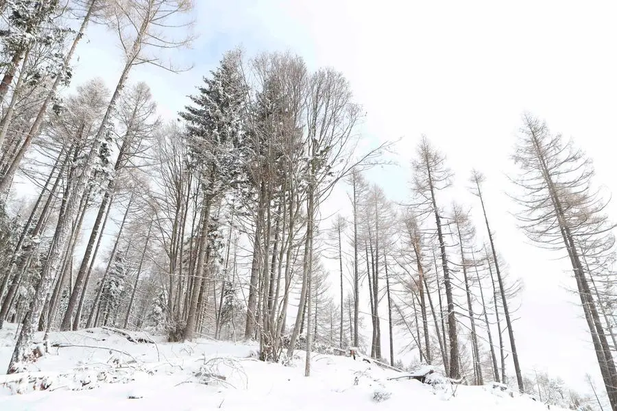 Covid-19 Pandemic - Ski Resorts Closed. Panarotta, Italy on December 7, 2020. Ski Resorts remain closed in Italy and in most part of Europe till 7th of January to avoid the spread of the Novel Coronavirus. Forest cleared by storm Vaia (Photo by Pierre Teyssot/ESPA-Images)(Credit Image: © ESPA Photo Agency/CSM via ZUMA Wire) (Cal Sport Media via AP Images)