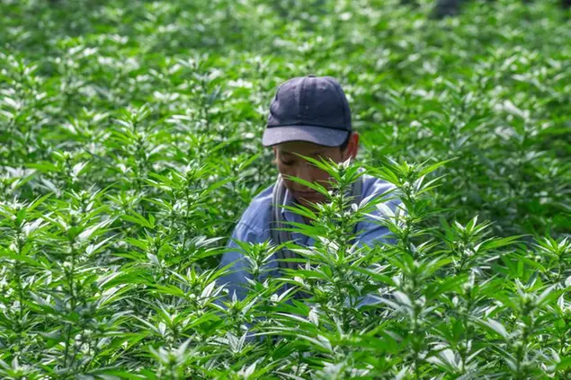 Una coltivazione di cannabis