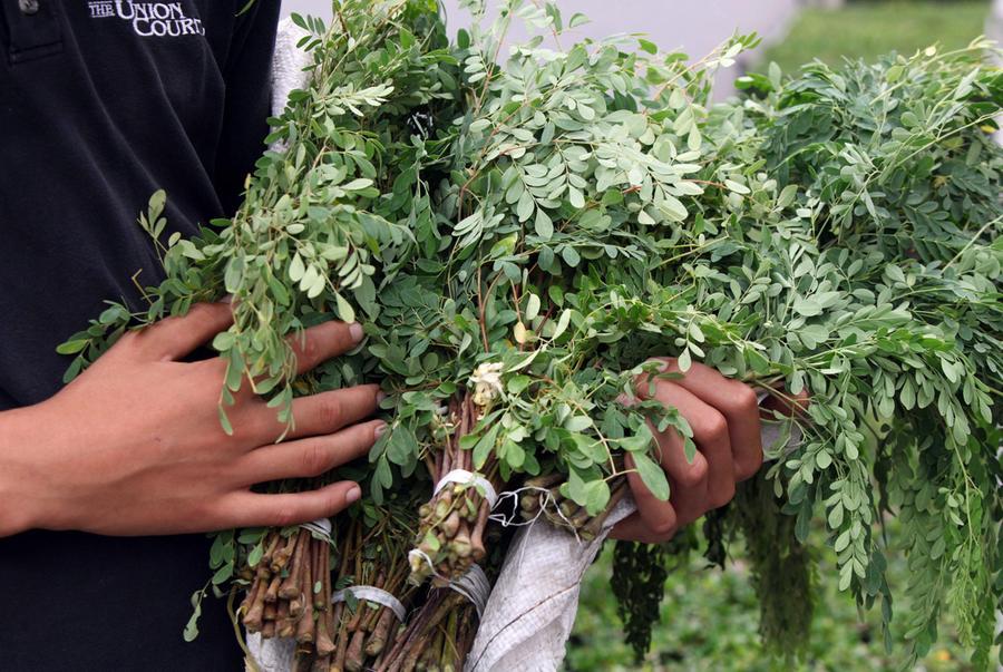 Donne etiopene coltivano e trasformano la moringa in prodotti alimentari e cosmetici, migliorando la loro economia e la sicurezza alimentare