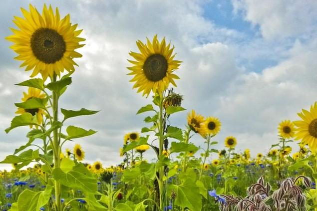 blooming Common sunflower field (Helianthus annuus) with Cornflower (Centaurea cyanus) and wild herbs, Hesse, Germany | usage worldwide Photo by: Martin Grimm/picture-alliance/dpa/AP Images
