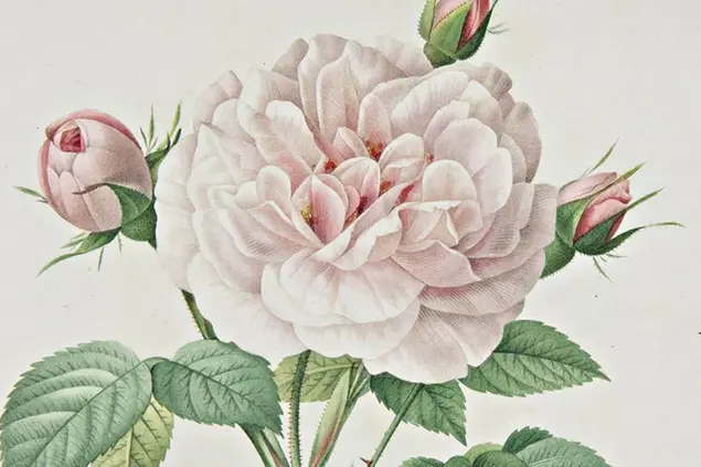 Pierre-Joseph Redout\\u00E9 / Claude Antoine Thory, Les roses, 1817-1824