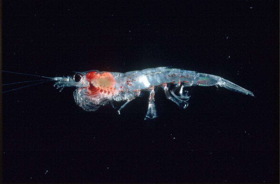 In Antartide stop alla pesca intensiva di krill per salvare foche e pinguini