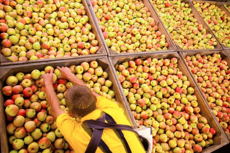 Poland is third largest apple producer in the world. Here: Harvesting of apples in a fruit orchard family company. Photo CTK/Grzegorz Klatka (CTK via AP Images)