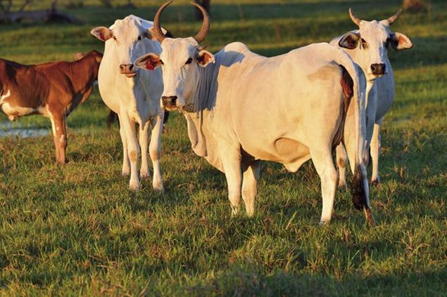 Mucche al pascolo nel Mato Grosso\\u00A0(Foto: Lou Avers/picture-alliance/dpa/AP Images)