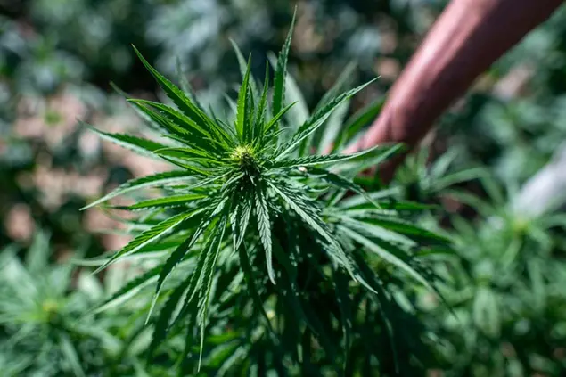 Tre tribunali hanno dato torto al governo Meloni nel giro di 48 ore