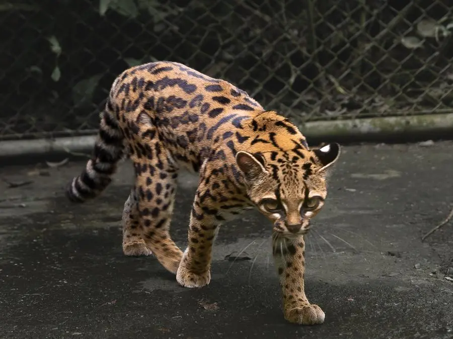 Un nuovo gatto è una nuova speranza