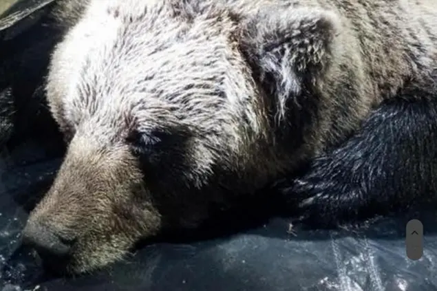 Una foto di un altro orso trentino, M62, che era stato trovato morto (Ansa)