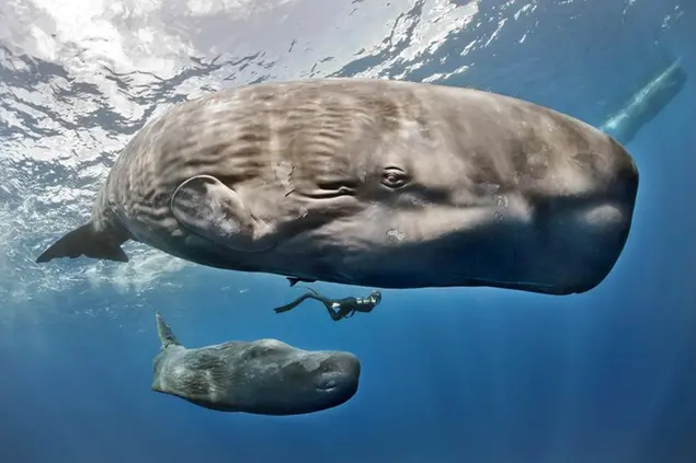 A diver swims between a sperm whale (Physeter macrocephalus) and her cub in the waters of the Caribbean island of Dominica. (David Salvatori / VWPics via AP Images)