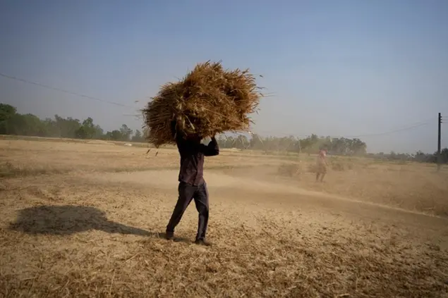 An Indian farmer carries wheat crop harvested from a field on the outskirts of Jammu, India, Thursday, April 28, 2022. An unusually early, record-shattering heat wave in India has reduced wheat yields, raising questions about how the country will balance its domestic needs with ambitions to increase exports and make up for shortfalls due to Russia's war in Ukraine. (AP Photo/Channi Anand)
