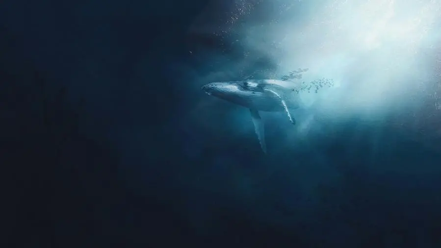Una biologa marina osserva un polpo in un ambiente marino, simbolo di resilienza e connessione con la natura