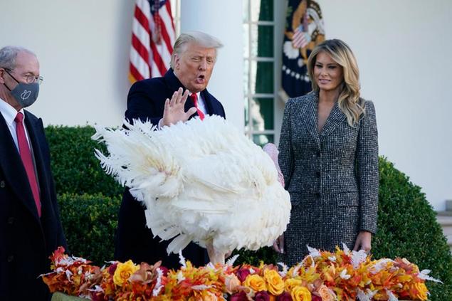 Prima del thanksgiving Trump ha perdonato un tacchino (foto: AP)