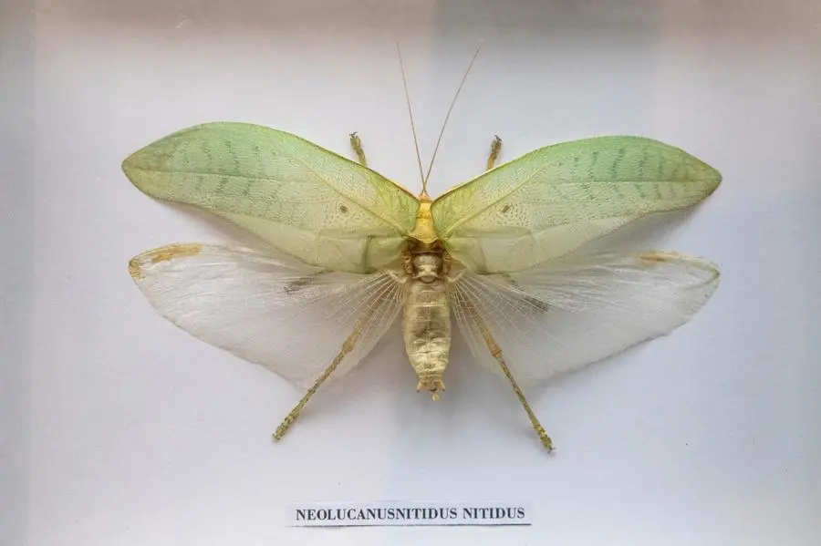 Courtesy Museo della Storia della Medicina