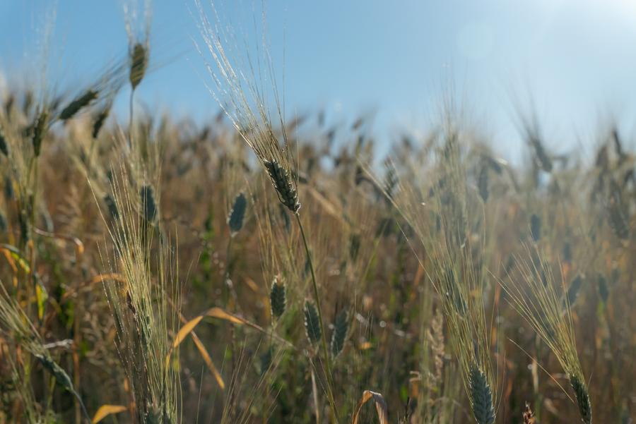 Con 20 centesimi in più per salvare il pane e gli agricoltori