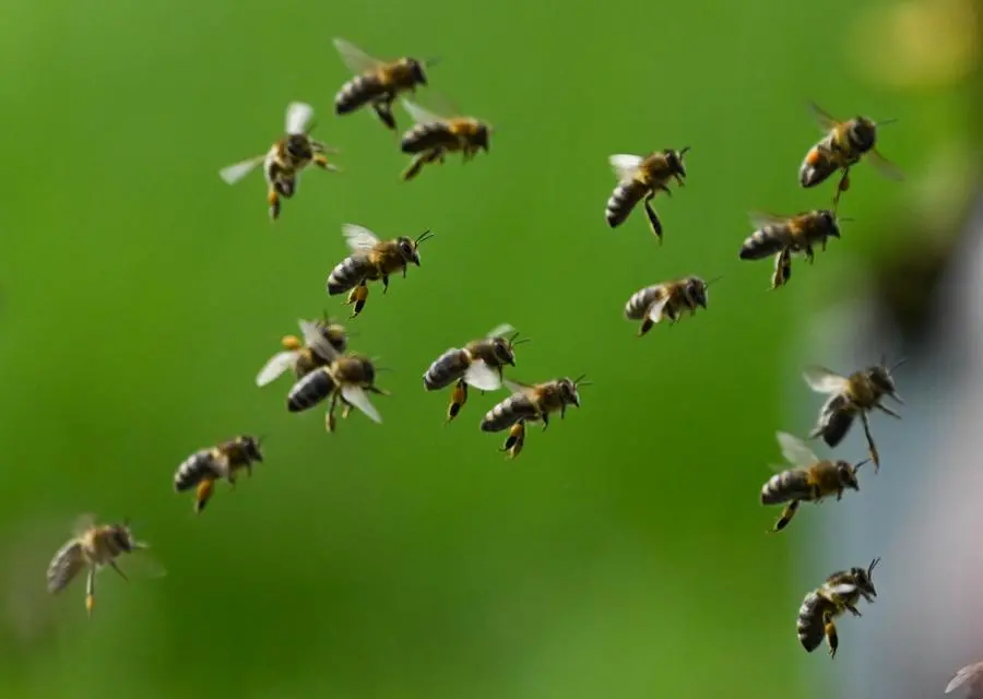 Arne Dedert/picture-alliance/dpa/AP Images