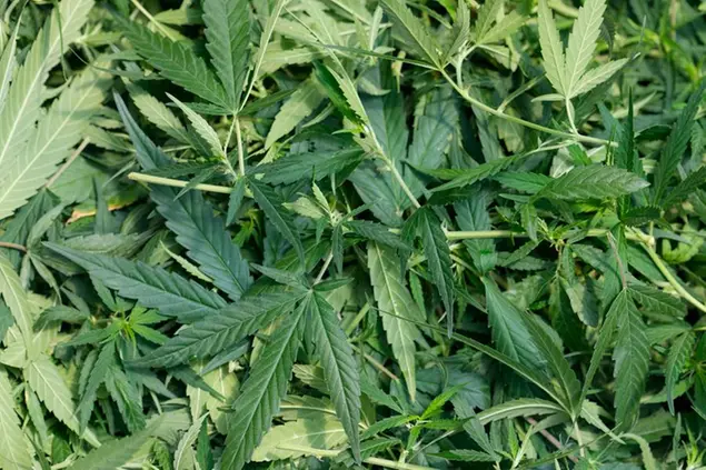 Cannabis leaves sit in a basket at a cannabis farm in Chonburi province, eastern Thailand on June 5, 2022. Marijuana cultivation and possession in Thailand was decriminalized as of Thursday, June 9, 2022, like a dream come true for an aging generation of pot smokers who recall the kick the legendary Thai Stick variety delivered. (AP Photo/Sakchai Lalit)