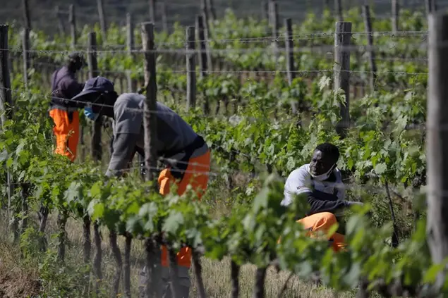 Ehikwe Ambrose, of Nigeria, right, works on a grapevine with workmates Ibrahima Fofana, of Mali, center, and Samadou Yabati, of Togo, at the Nardi vineyard in Casal del Bosco, Italy, Thursday, May 27, 2021. It is a long way, and a risky one. But for this group of migrants at least it was worth the effort. They come from Ghana, Togo, Sierra Leone, Pakistan, Guinea Bissau, among other countries. They all crossed the Sahara desert, then from Libya the perilous Mediterranean Sea until they reached Italian shores, now they find hope working in the vineyards of Tuscany to make the renown Brunello wine. (AP Photo/Gregorio Borgia)