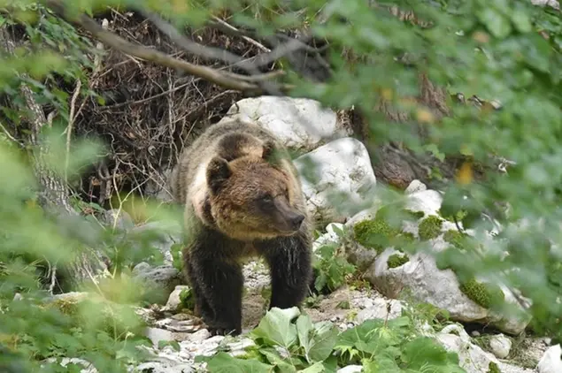 L'orsa Amarena (foto Instagram Parco nazionale d'Abruzzo, Lazio e Molise)