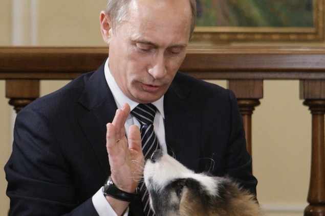 FILE- In this Dec. 9, 2010 file photo, showing Russian Prime Minister Vladimir Putin as he plays with his dog Buffy at the Novo-Ogaryovo residence outside Moscow. the caramel-and-white-patched dog was given to Putin by his Bulgarian counterpart Boyko Borissov in Sofia last month and a five-year old boy won a competition to find a name for the dog, who is now called Buffy. Putin said on a live TV broadcast on Thursday Dec. 16, 2010, that he loves Buffy, even though the Belgian shepherd leaves puddles and piles around the house. (AP Photo/RIA Novosti, Alexei Druzhinin, Pool)