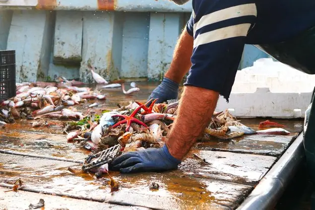 Divisione del pescato su peschereccio (Credits: Francesco De Augustinis)