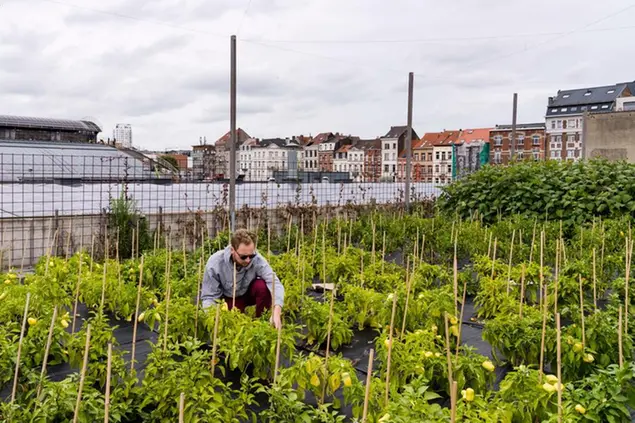 Workers tend to plants on a rooftop of an urban building as part of the Atelier Groot Eiland project in Brussels, Monday, Sept. 27, 2021. The community supported project currently contains four vegetable gardens, in which high value crops are harvested, on a normally unused urban space. (AP Photo/Geert Vanden Wijngaert)