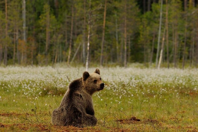 Una foto di repertorio con un orso in Trentino (fonte: Ufficio stampa provincia di Trento)