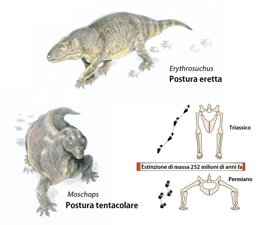 La trasformazione degli animali da postura tentacolare a postura eretta avvenuta mentre gli animali diventavano a sangue caldo. CrediT:\\u00A0Università di Bristol/Bignami