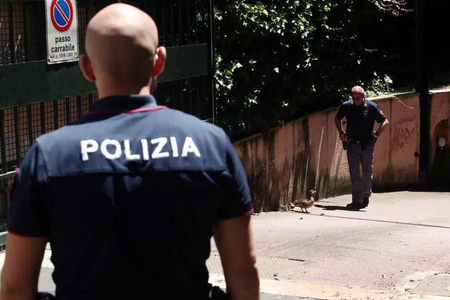 Foto LaPresse - Vince Paolo Gerace 07/07 /2018 - Milano (MI) Cronaca Salvataggio oche Nella foto Oca con i due setti piccoli appena nati imprigionati dentro un parcheggio passo carrabile in Via Cavalieri del Santo Sepolcro. Grazie a l'intervento dei residenti con agenti della Polizia di Stato, gli animali sono stati prelevati e riportati in un giardino vicino.